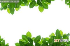 【植物】清新绿色树叶植物背景图片边框