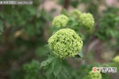 【花卉】绿色植物花卉图片清新雅致