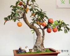 【造型】冬红果盆景造型技术和繁殖养护方法