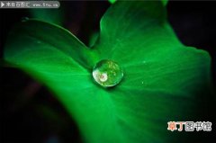 【植物】绿色荷叶上的水滴清新植物图片