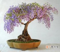 【盆景】紫藤盆景的制作造型方法