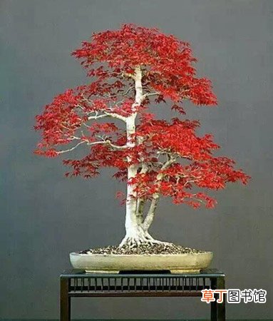 【盆景】红枫盆景的制作方法和养护知识