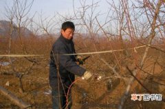 【果树】冬季果树盆景修剪的技术方法