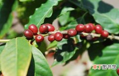 【生长习性】咖啡树生长习性和种植条件介绍