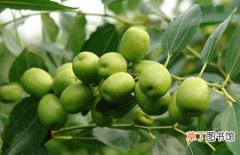 【种植】枣树一般种植几年结果？