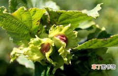 【种植】榛子树苗一般种植几年结果？