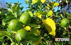 【果树】柠檬果树的种植技术和栽培管理要点