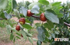 【种植】枣树的种植技术和栽培管理要点