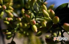 【开心果】种植开心果树的常见病虫害及其防治技术