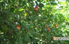 【果树】腰果树的生长环境和主要产地分布