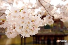 【种植】樱花的种植技巧有哪些？