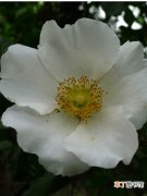 【方法】硕苞蔷薇的繁殖方法有哪些？