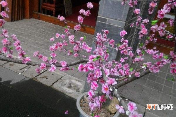 【花盆】桃花盆景越冬方法有哪些？