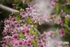 【花盆】桃花盆景越冬方法有哪些？