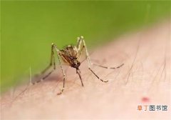 夏天房间蚊子多怎么办 教你如何自制驱蚊水