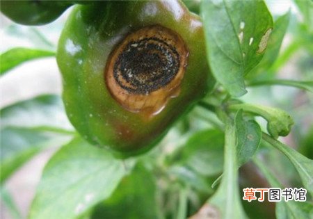 【防治】甜椒的病害防治有哪些？