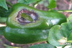 【防治】甜椒的病害防治有哪些？