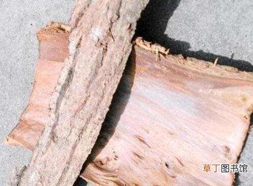 核桃树皮的作用 核桃树树皮的功效