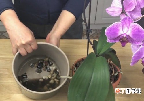 【蝴蝶兰】盆栽蝴蝶兰浇水的正确方法有哪些？