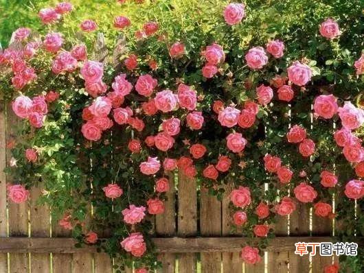 【图片】最美玫瑰花高清图片有哪些？