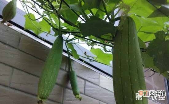 【丝瓜】阳台丝瓜的种植方法有哪些？