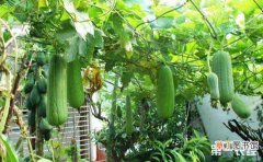 【丝瓜】阳台丝瓜的种植方法有哪些？
