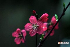 【桃花】盆栽桃花种植方法有哪些？