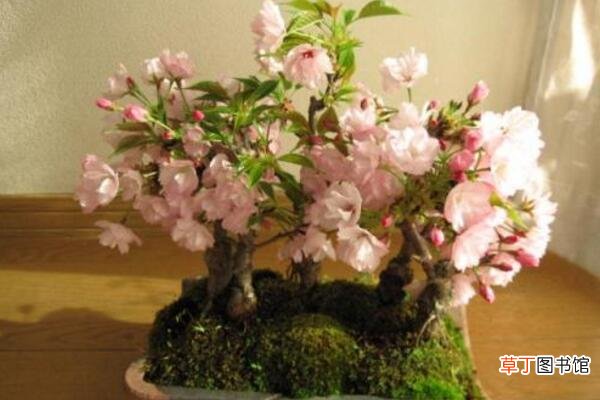 【种子】樱花种子种植方法有哪些？