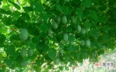 【种植】刺角瓜的种植技术有哪些？