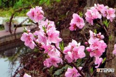 【花盆】桃花盆景的养护要点有哪些？