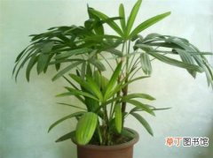 【繁殖】棕竹怎么繁殖有哪些方法？