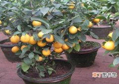 【柠檬】盆栽柠檬树施什么肥有哪些注意事项？