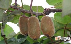 【品种】猕猴桃品种分类有哪些？猕猴桃的常见栽培品种介绍