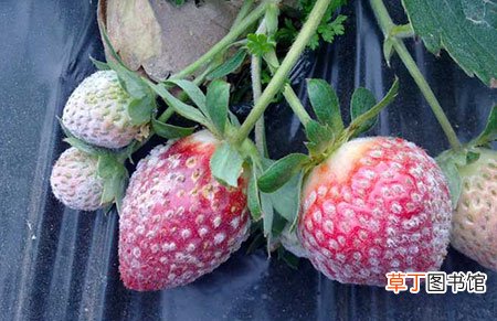【防治】草莓白粉病的危害症状和防治方法