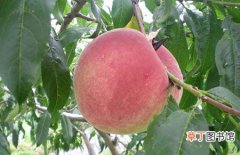 【生长】桃的主要生长环境和主要产地分布
