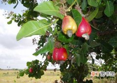 【果树】腰果果树的生长习性和种植栽培技术