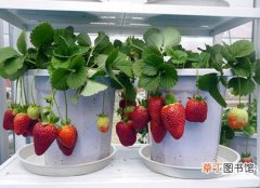 【草莓】阳台草莓如何种植？草莓的阳台种植方法和在注意事项