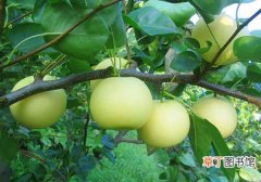 【梨树】种植梨树的常见病虫害及防治措施