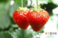 【草莓】大棚草莓怎样种植？草莓的大棚种植技术介绍