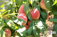 【成熟】桃子什么时候成熟？桃子的常见品种和上市时间介绍