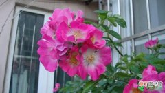 【花盆】蔷薇花盆栽花养护管理有哪些？