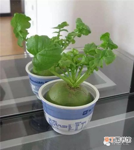 【萝卜】水培萝卜盆栽方法有哪些？