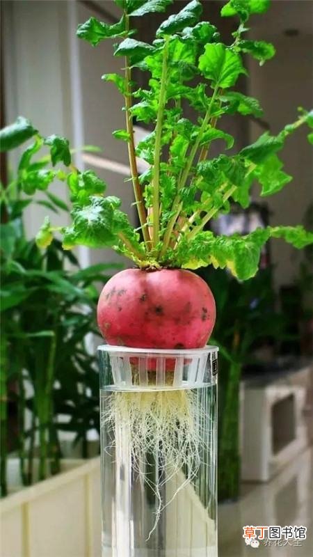【萝卜】水培萝卜盆栽方法有哪些？
