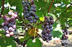 【树】葡萄树苗的盆栽养殖方法和注意事项