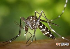 蚊子会传播艾滋病吗 蚊子会传播哪些疾病