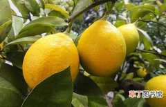 【树】柠檬树怎么繁殖？柠檬树繁殖方法和育苗技术