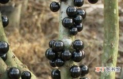 【葡萄】树葡萄的种植技术和栽培管理要点