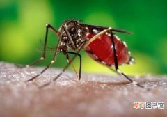 蚊子咬的红点多久会退 被蚊子咬了这么做可以消肿