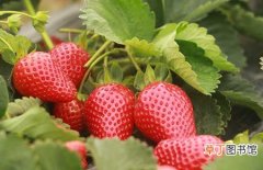 【盆栽】草莓的盆栽技术和养殖管理要点