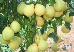 【树】柚子树一般要种植几年结果？